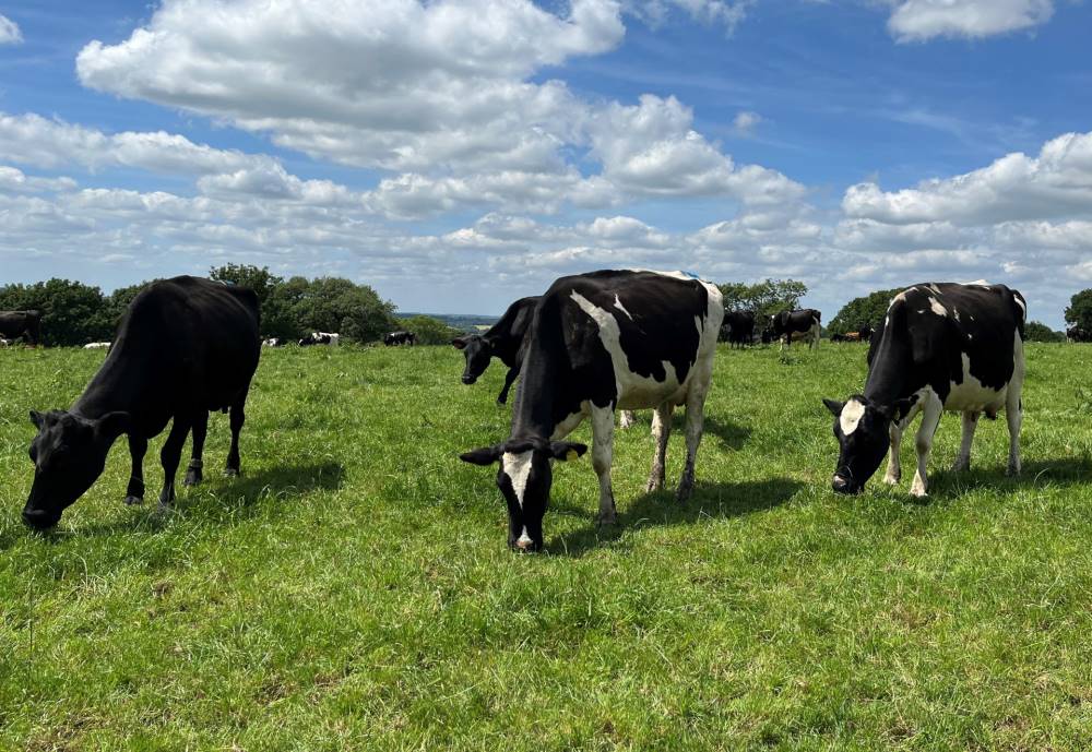Dairy cows in a field - Consultancy link