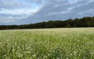 Winter Wheat direct drilled into cover crop